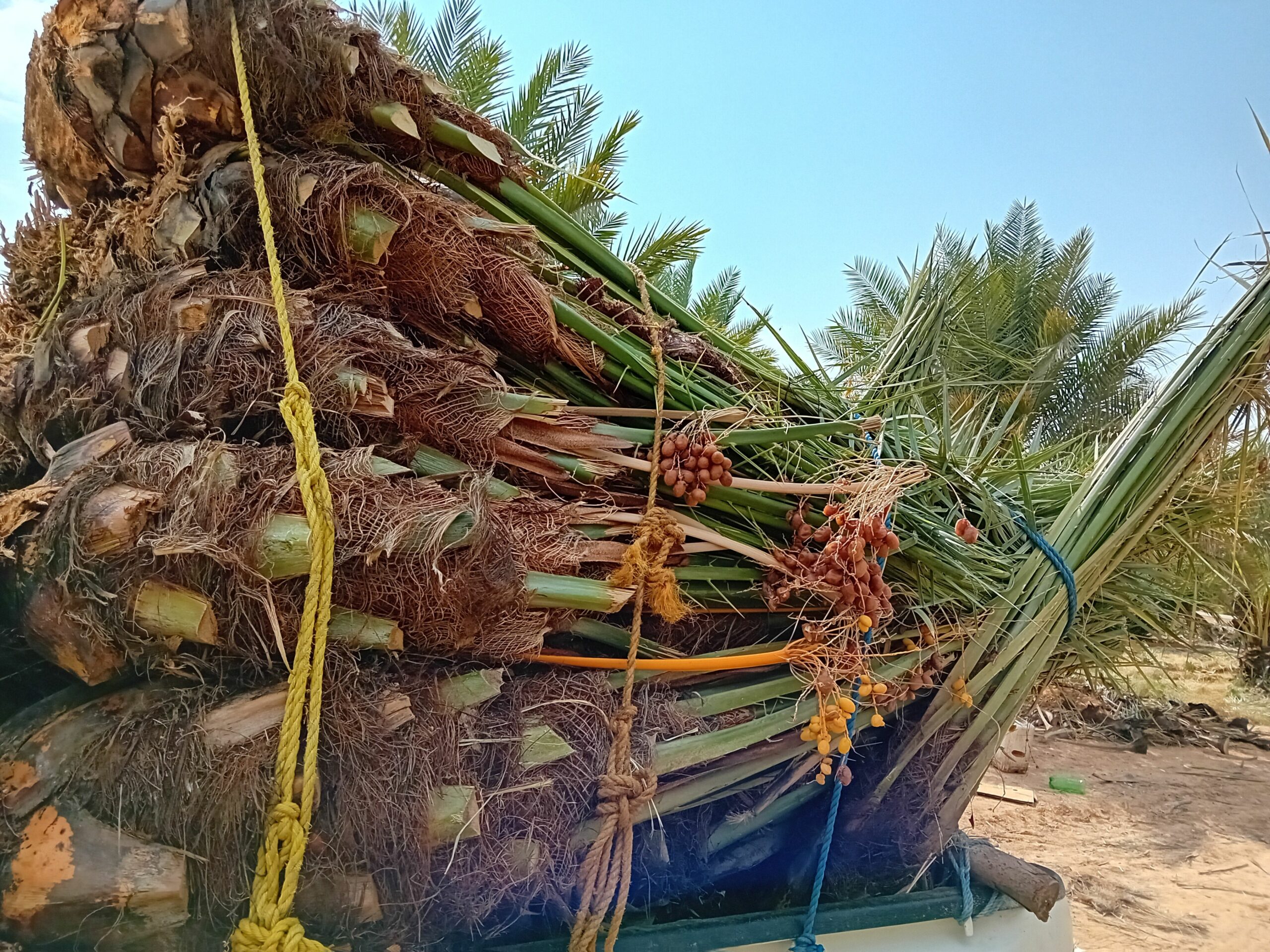 نقوم بقلع وغرس وتوريد جميع انواع النخيل