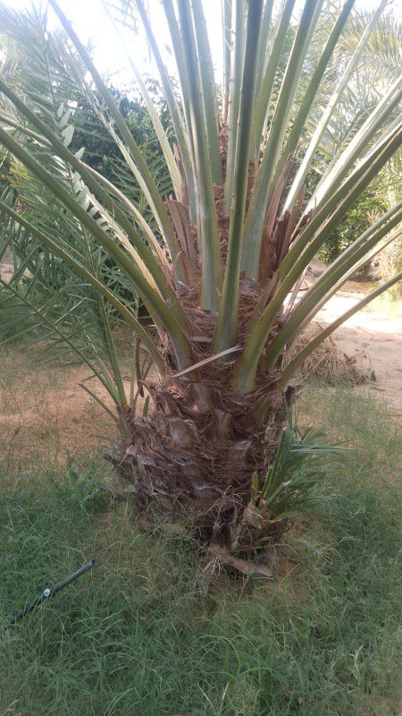 نقوم بقلع وغرس وتوريد جميع انواع النخيل