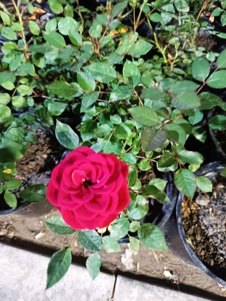 المروج شارع ابن سينا