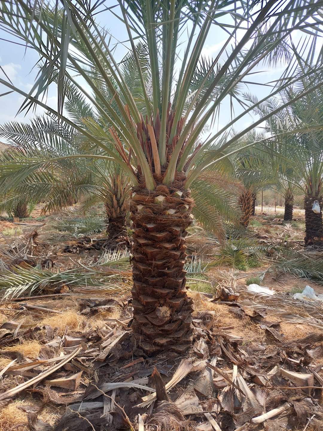 نخيل مثمر للبيع 0508528613