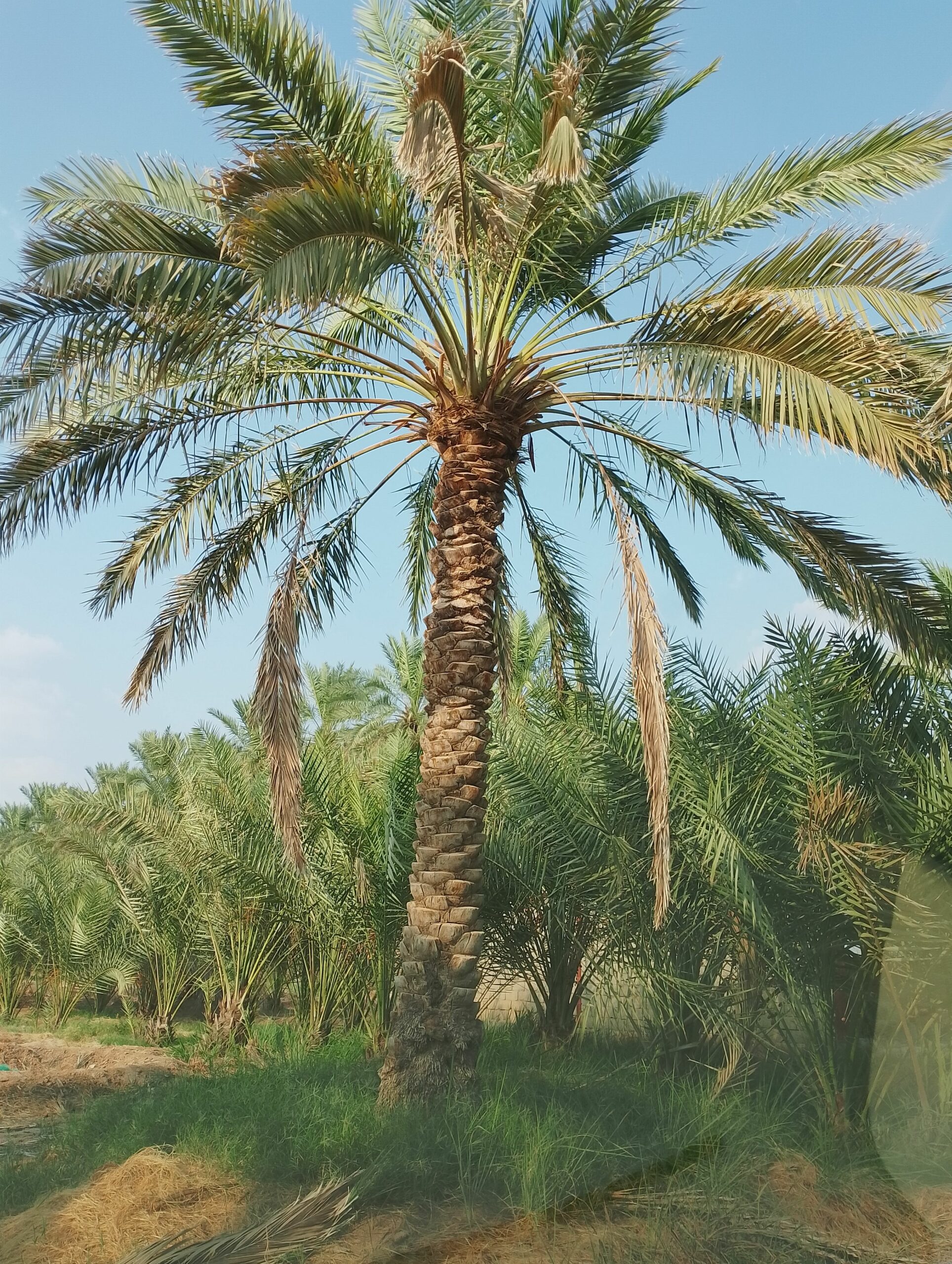 نخل مثمر للبيع