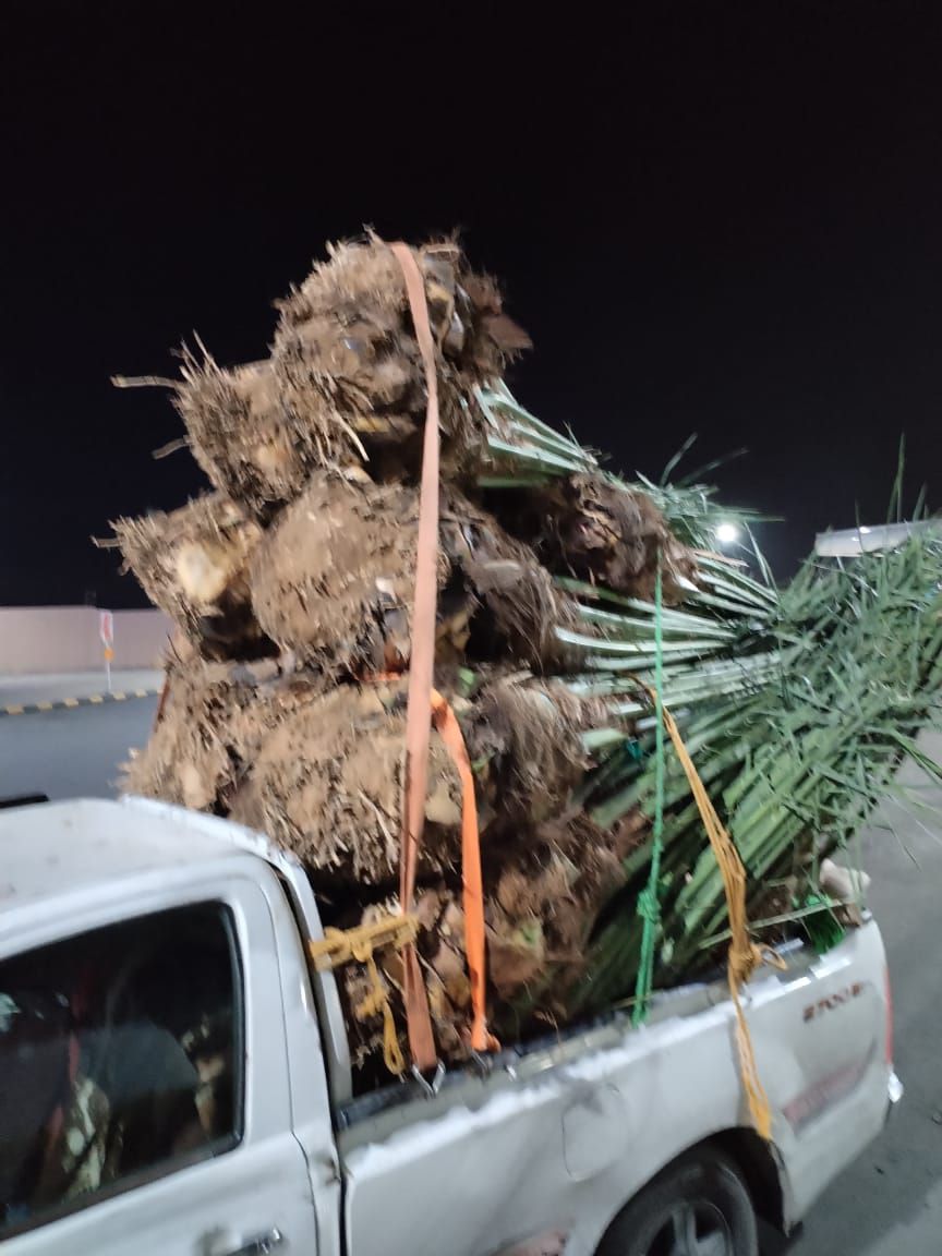 نقوم بقلع وغرس وتوريد جميع انواع النخيل