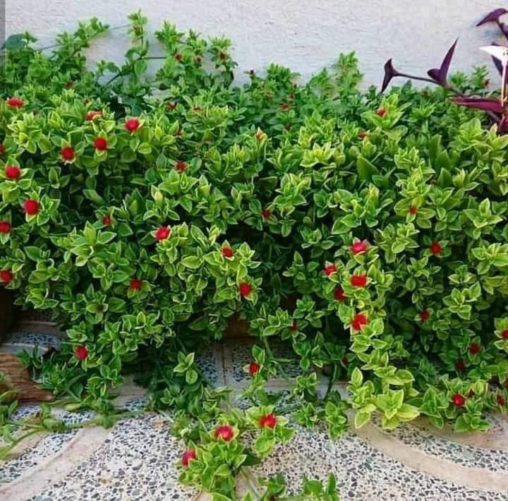 المروج شارع ابن سينا