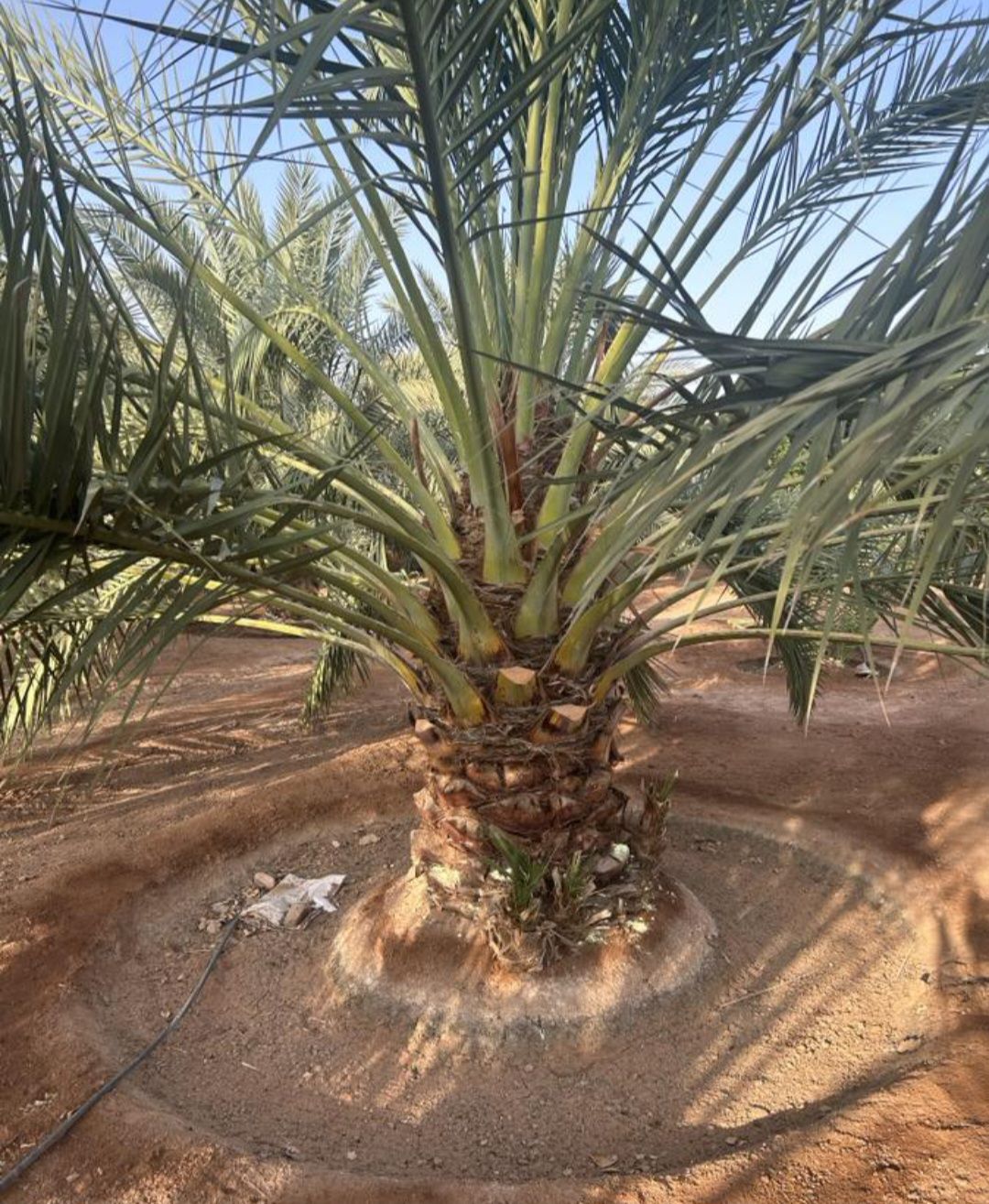 نقوم بقلع وغرس وتوريد جميع انواع النخيل