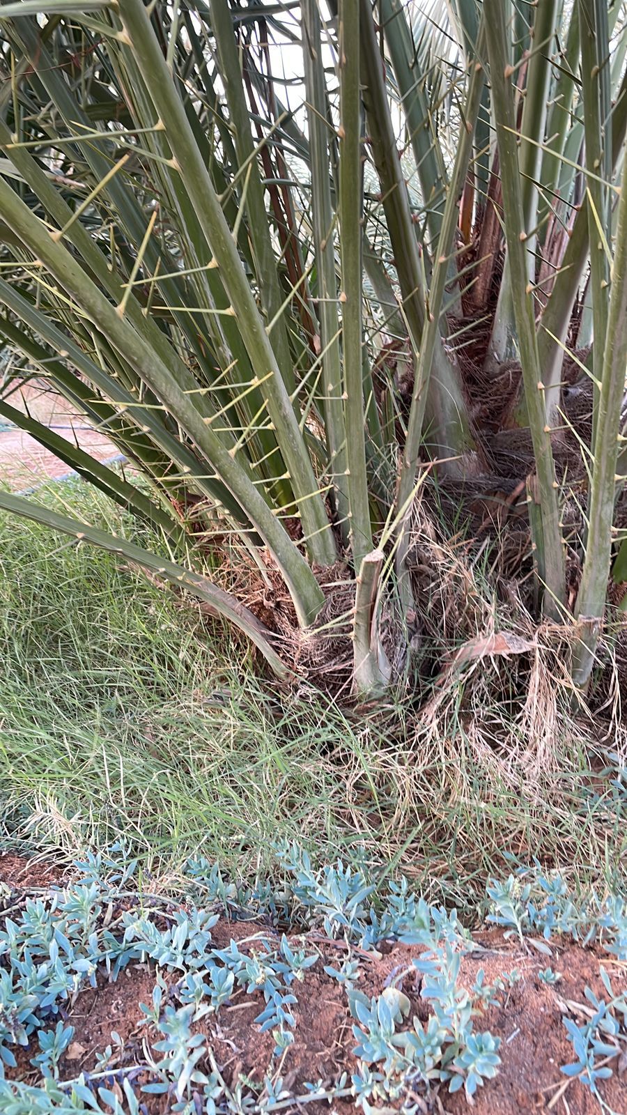 نقوم بقلع وغرس وتوريد جميع انواع النخيل