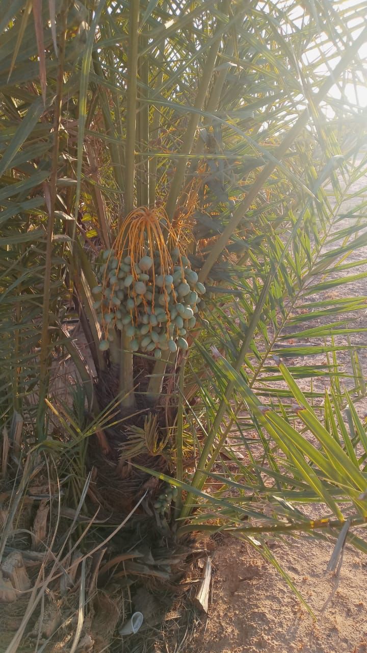 نقوم بقلع وغرس وتوريد جميع انواع النخيل