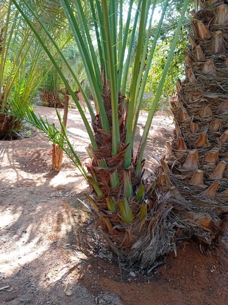 نقوم بقلع وغرس وتوريد جميع انواع النخيل