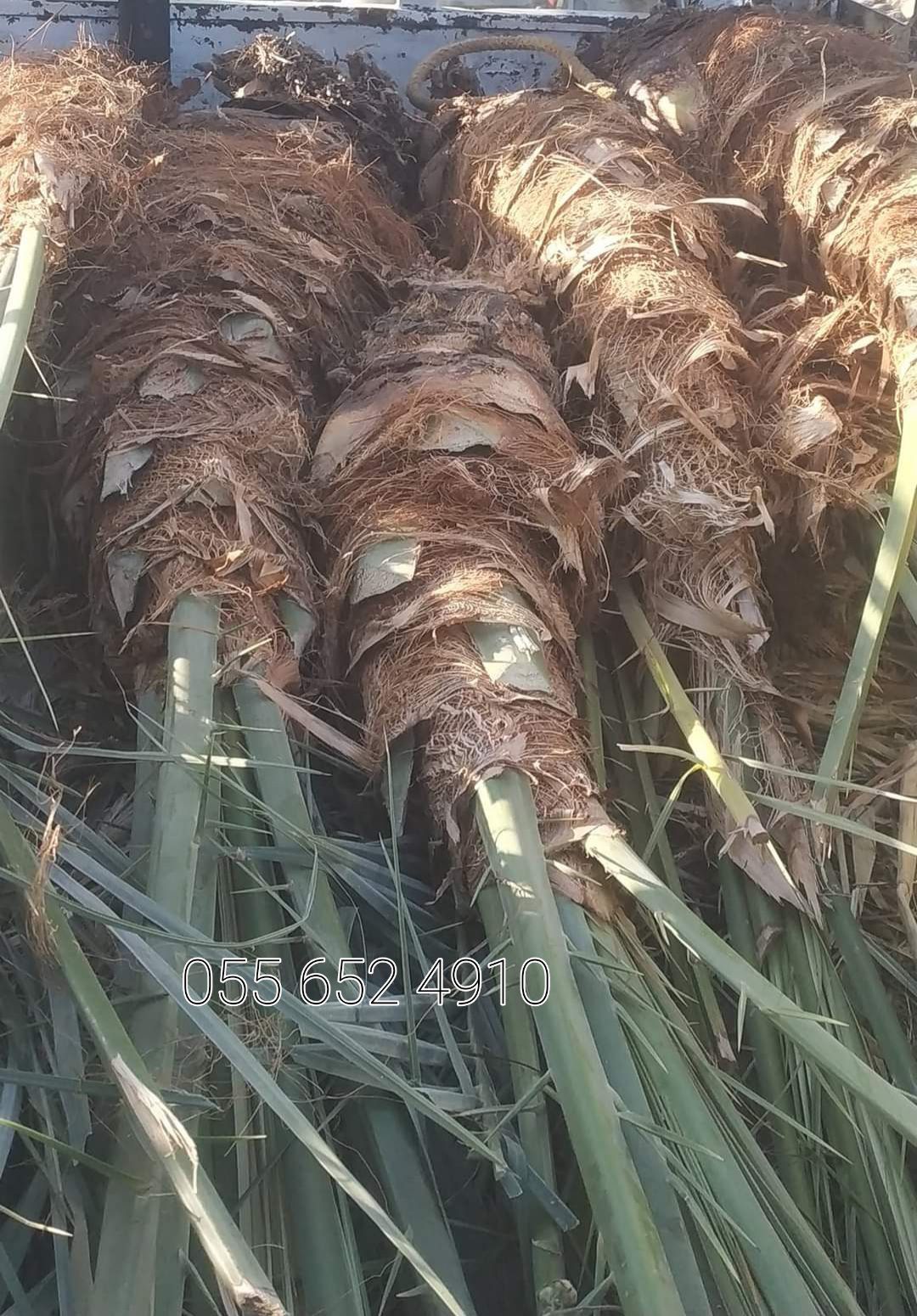 توريد نخل وتزيين وتشويك 0556524910