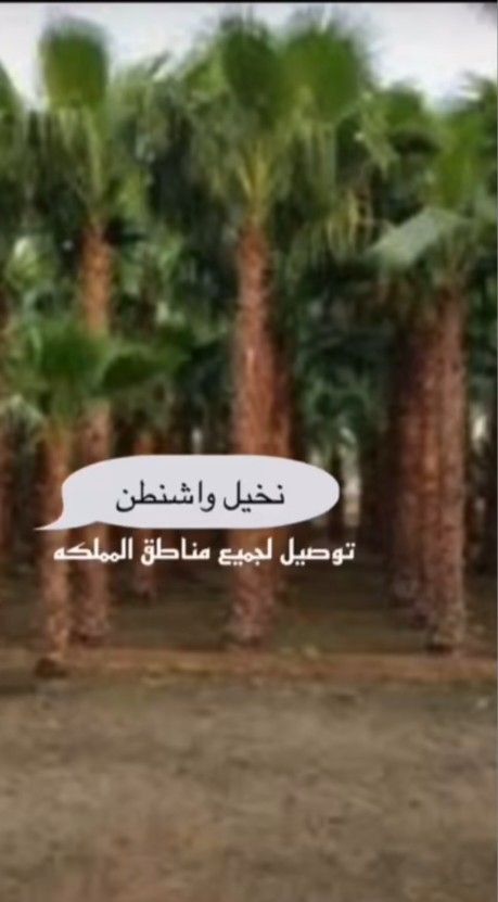 نخل واشنطونيا مروحه درجه اولا