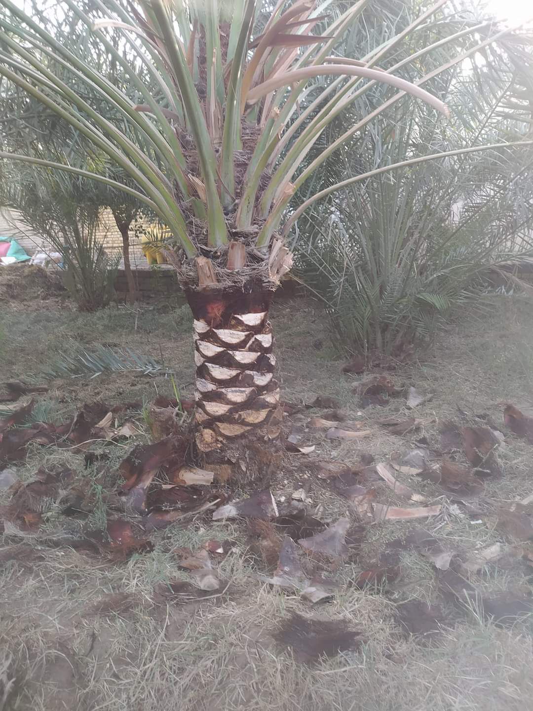 توريد نخل وتزيين وتشويك 0556524910