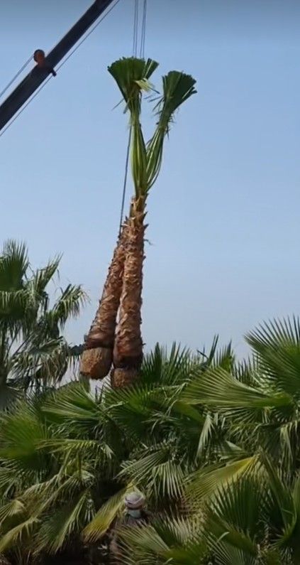 لبيع نخيل واشجار الزينه لتواصل 0530266042