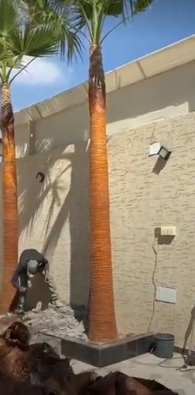 لبيع نخيل الواشنطونيا وعربي واشجار الزينه