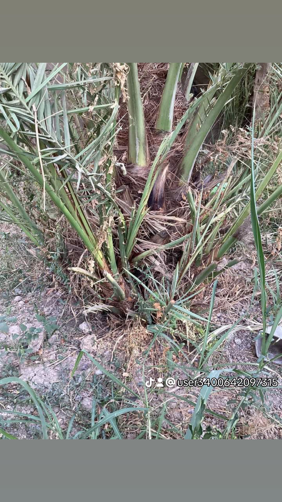 مقاول شبوك ونخيل ومضلات سواتر اسياج امنيه