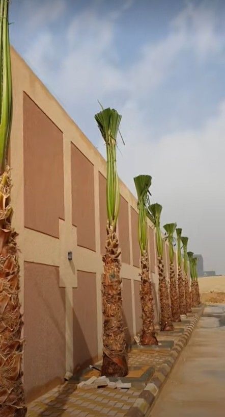 لبيع نخيل واشجار الزينه لتواصل 0530266042