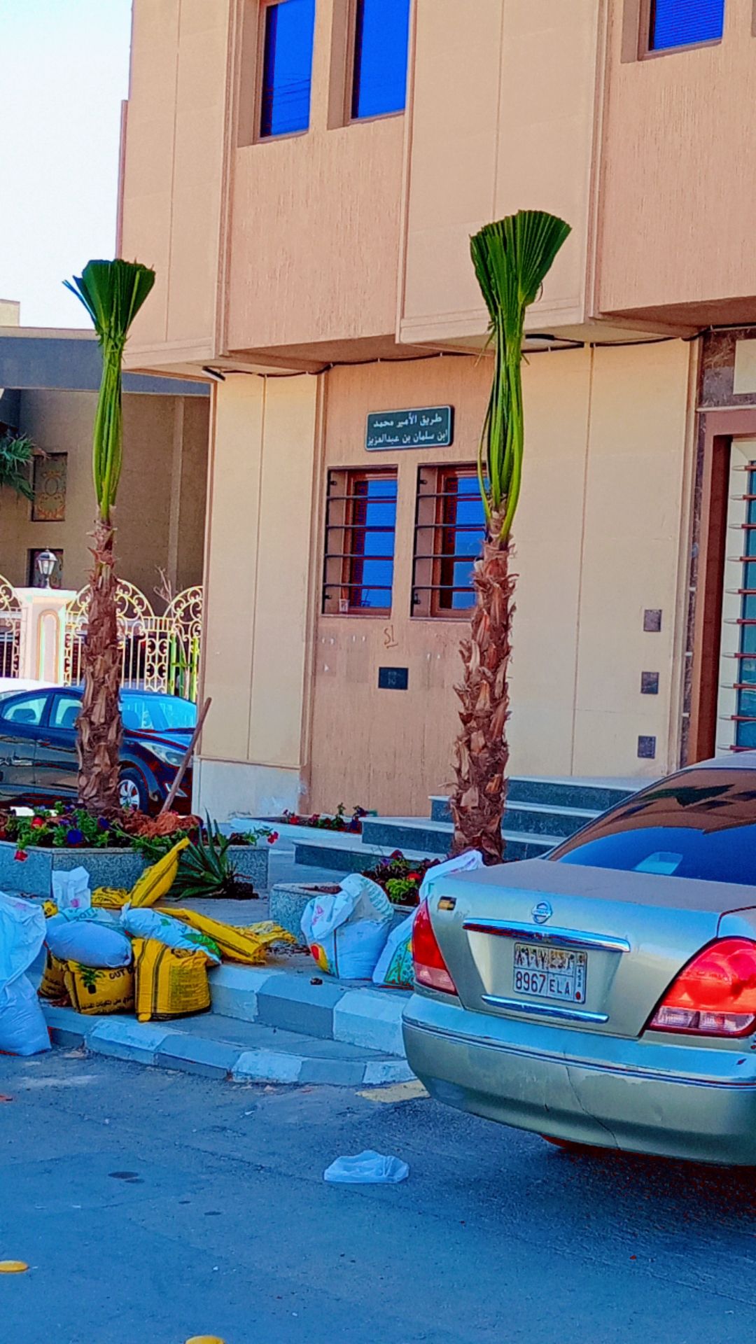 نخل واشنطني زينه للبيع توريد وزراعة