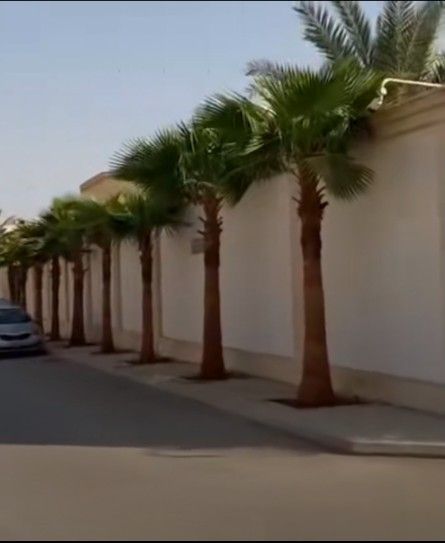 لبيع نخيل الواشنطونيا وعربي واشجار الزينه