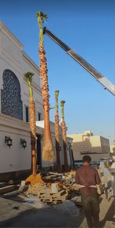 لبيع نخيل الواشنطونيا وعربي واشجار الزينه