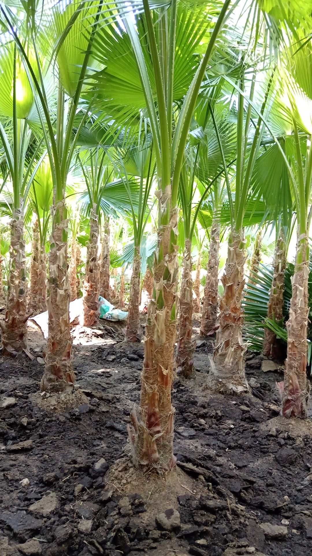 نخل واشنطني زينه للبيع توريد وزراعة جميع المقاسات