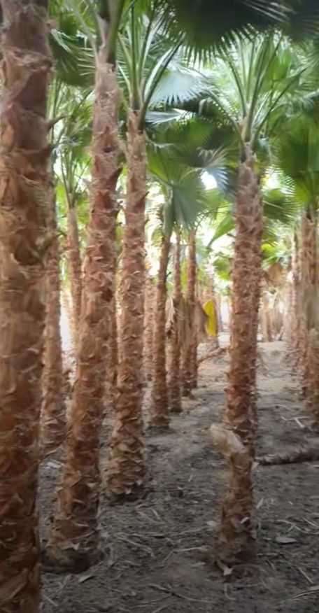 لبيع نخيل الواشنطونيا وعربي واشجار الزينه