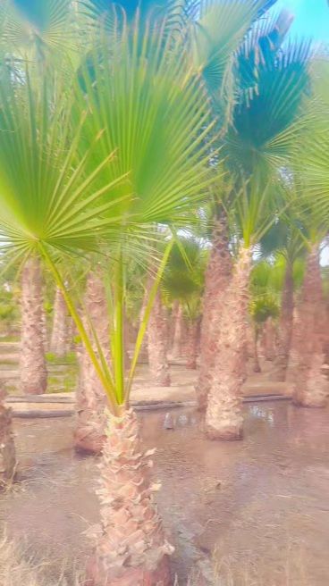 لبيع نخيل الواشنطونيا وعربي واشجار الزينه لتواصل م