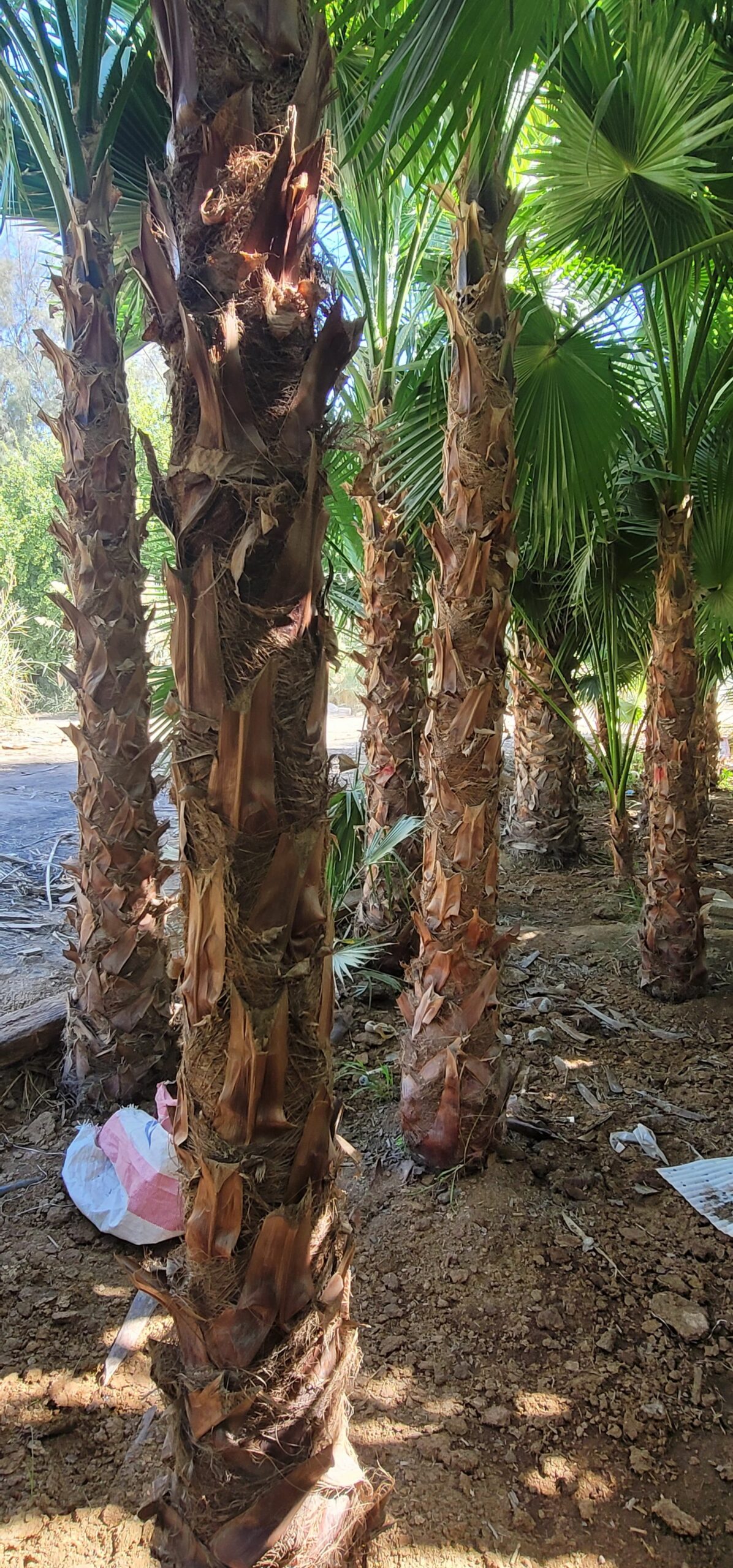 نخيل واشنطني للبيع جميع المقاسات