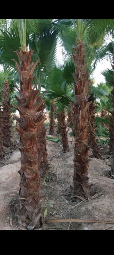 نخيل مثمر والزينه للبيع 0508528613