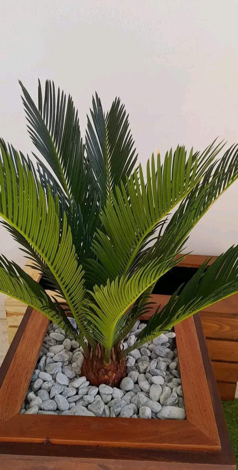 مقاول 0556524910 نخل لجميع اشغال النخل غرس تكريب و