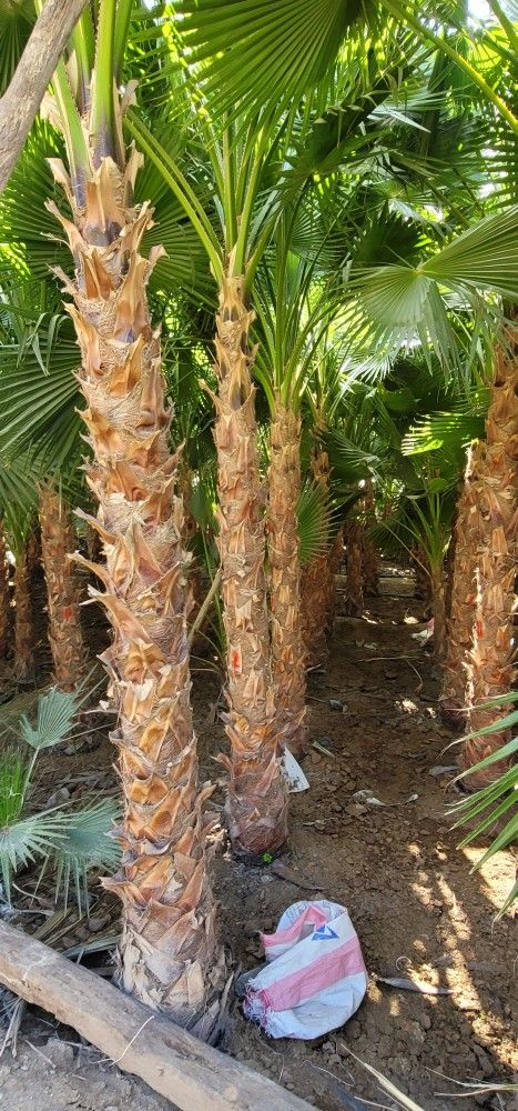 نخيل واشنطني للبيع 0570680737