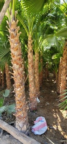 نخيل واشنطني للبيع وتوريد وزراعه