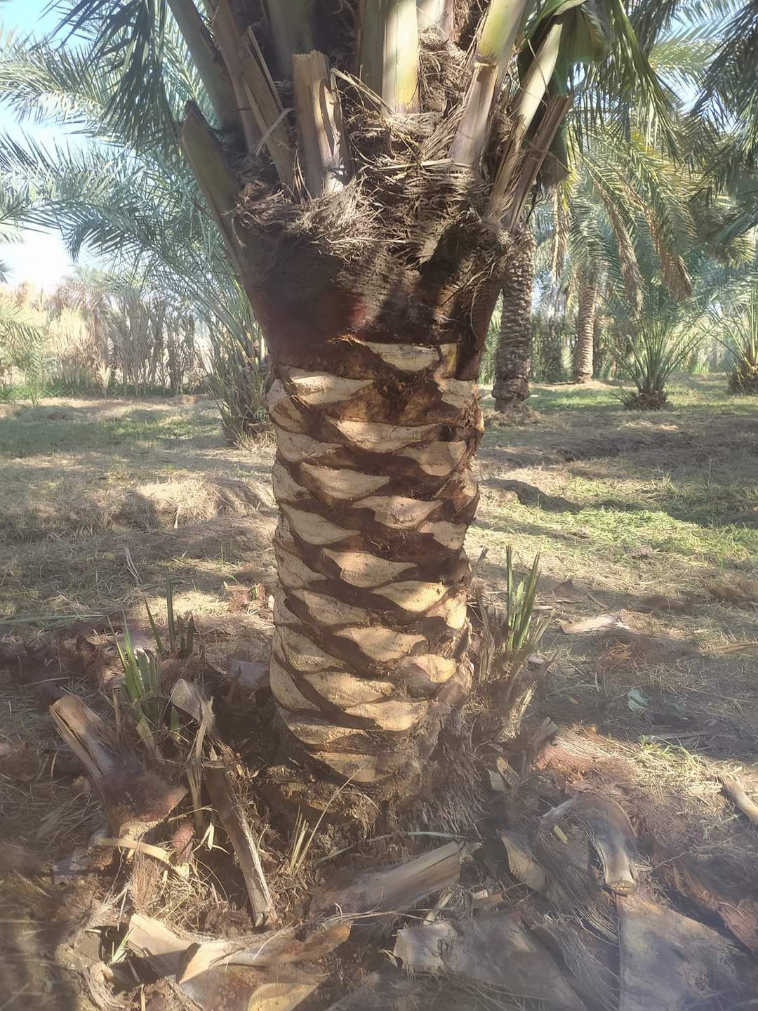 توريد نخل وتزيين وتشويك 0556524910