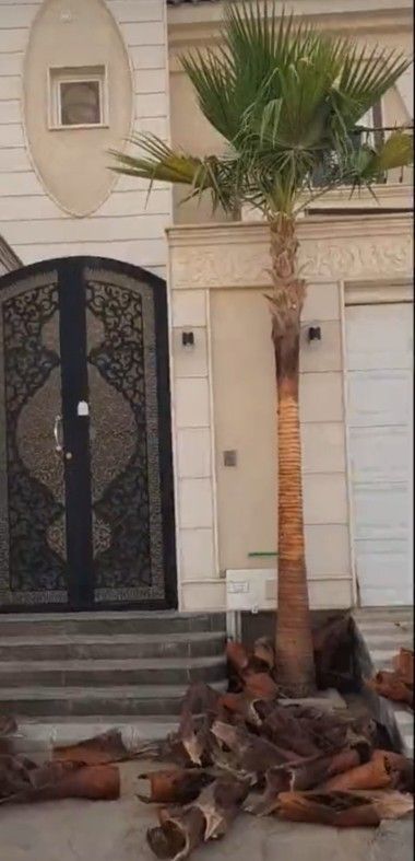 نخل واشنطونيا مروحه درجه اولا