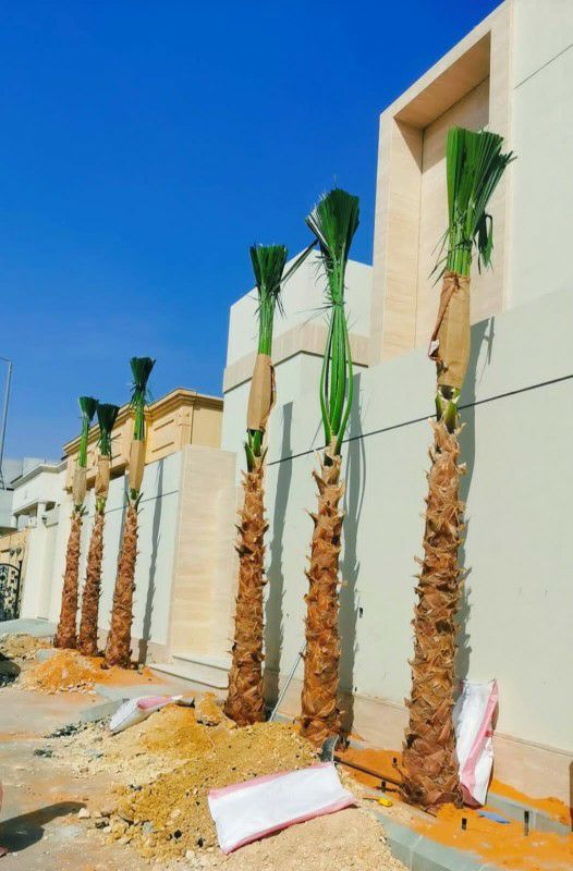 نخل واشنطني زينه أمريكي ابو مروحه