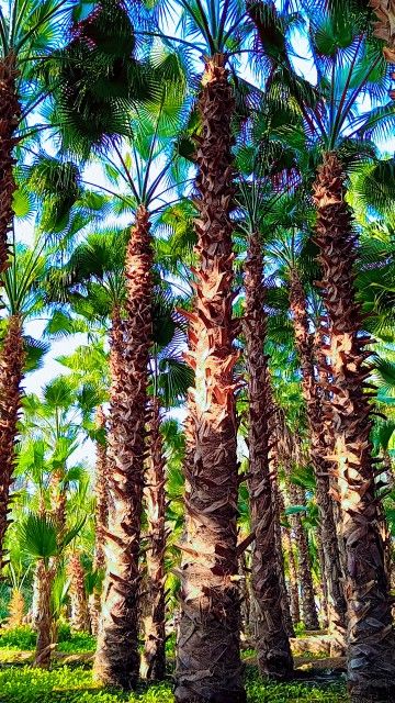 نخل واشنطني زينه للبيع توريد وزراعة جميع المقاسات