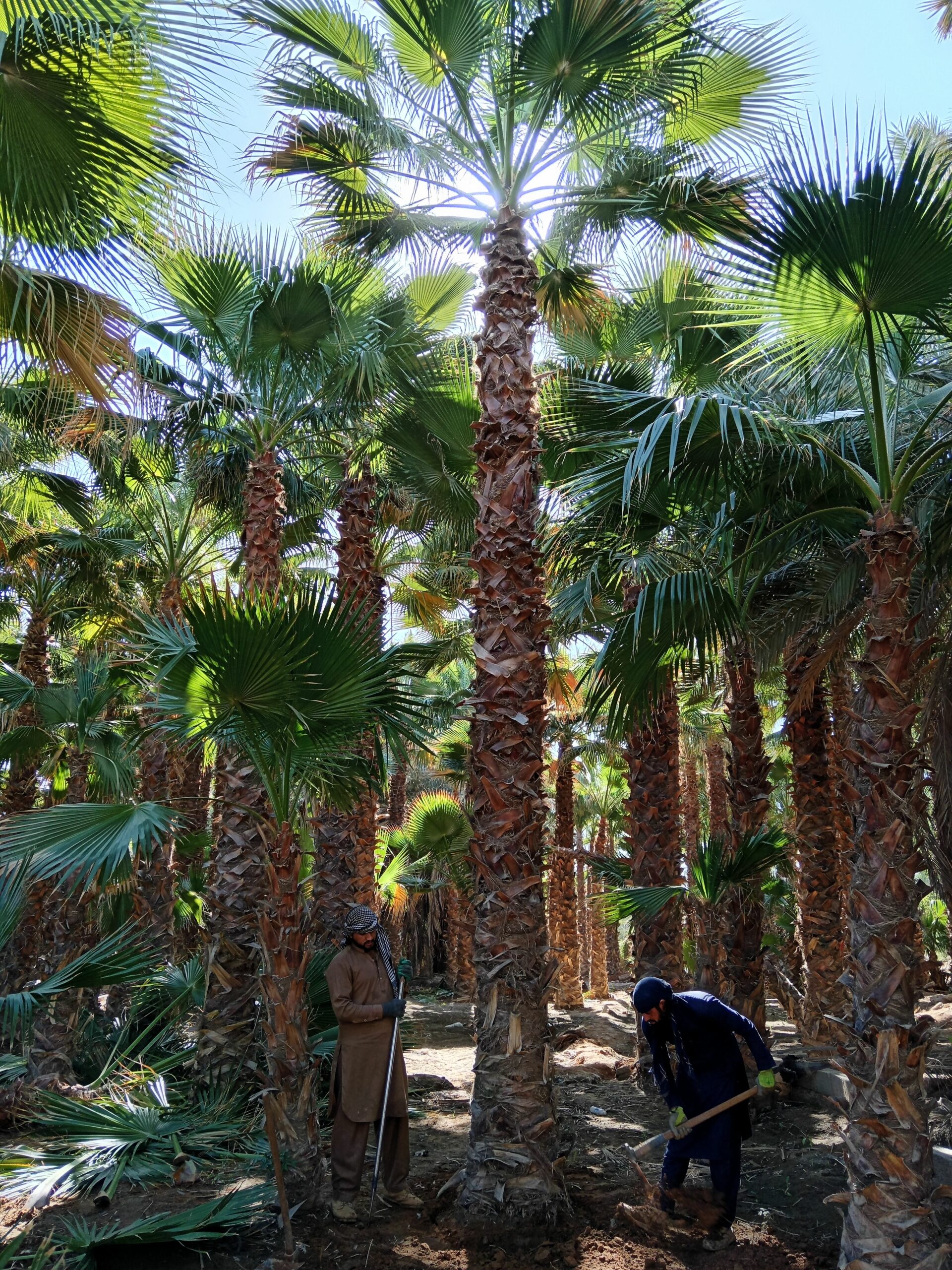 نخل واشنطني زينه للبيع توريد وزراعة