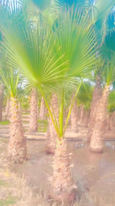 لبيع نخيل الواشنطونيا وعربي واشجار الزينه لتواصل م