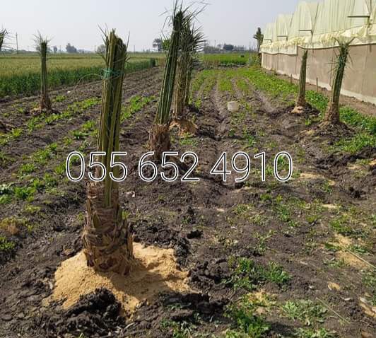 مقاول 0556524910 نخل لجميع اشغال النخل غرس تكريب و