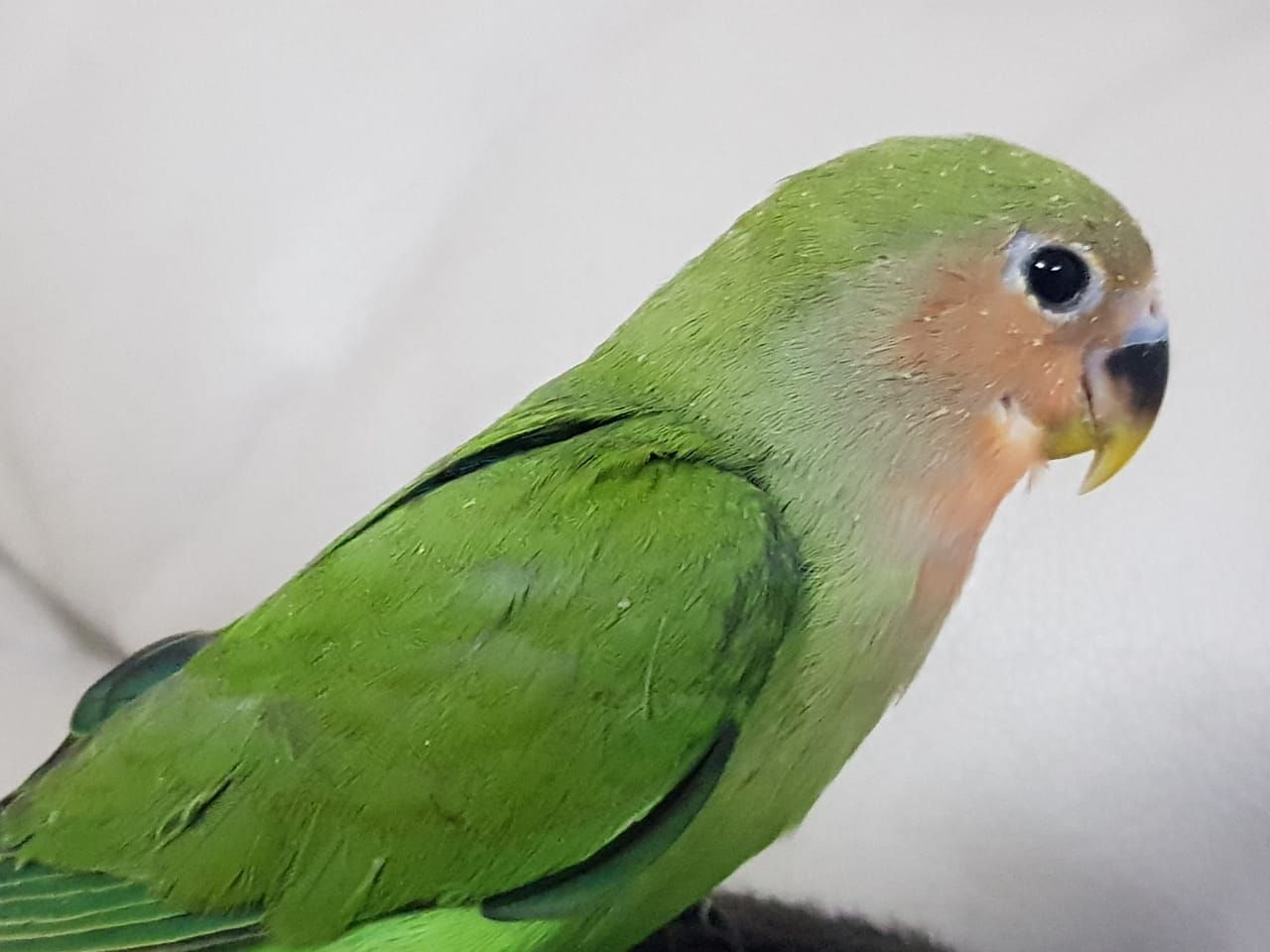 روز اليف مناسب للاطفال والكبار