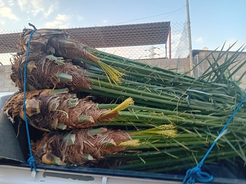 نخيل مثمر للبيع