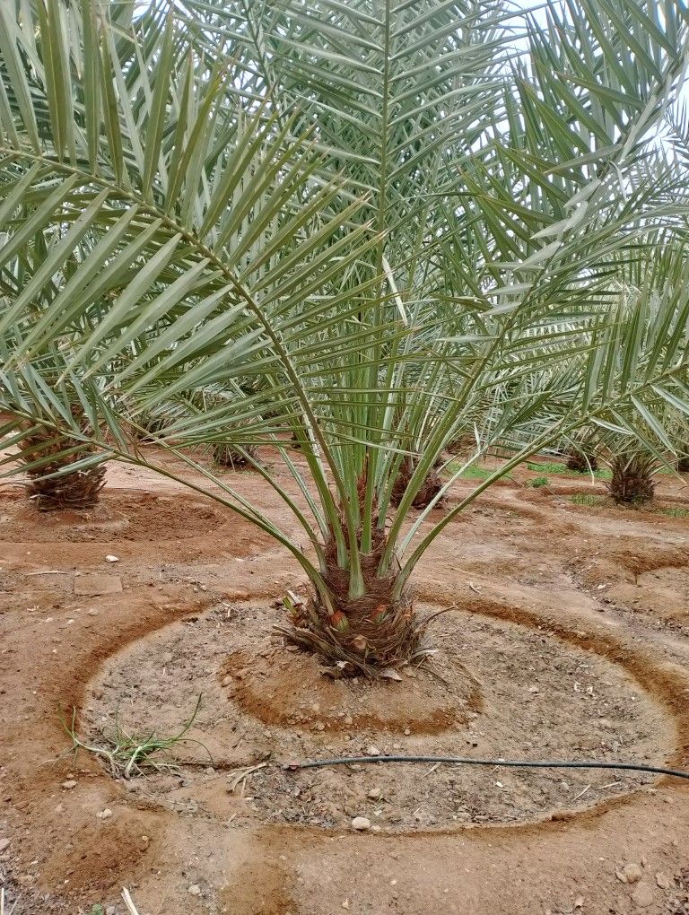 نخل للبيع مثمر