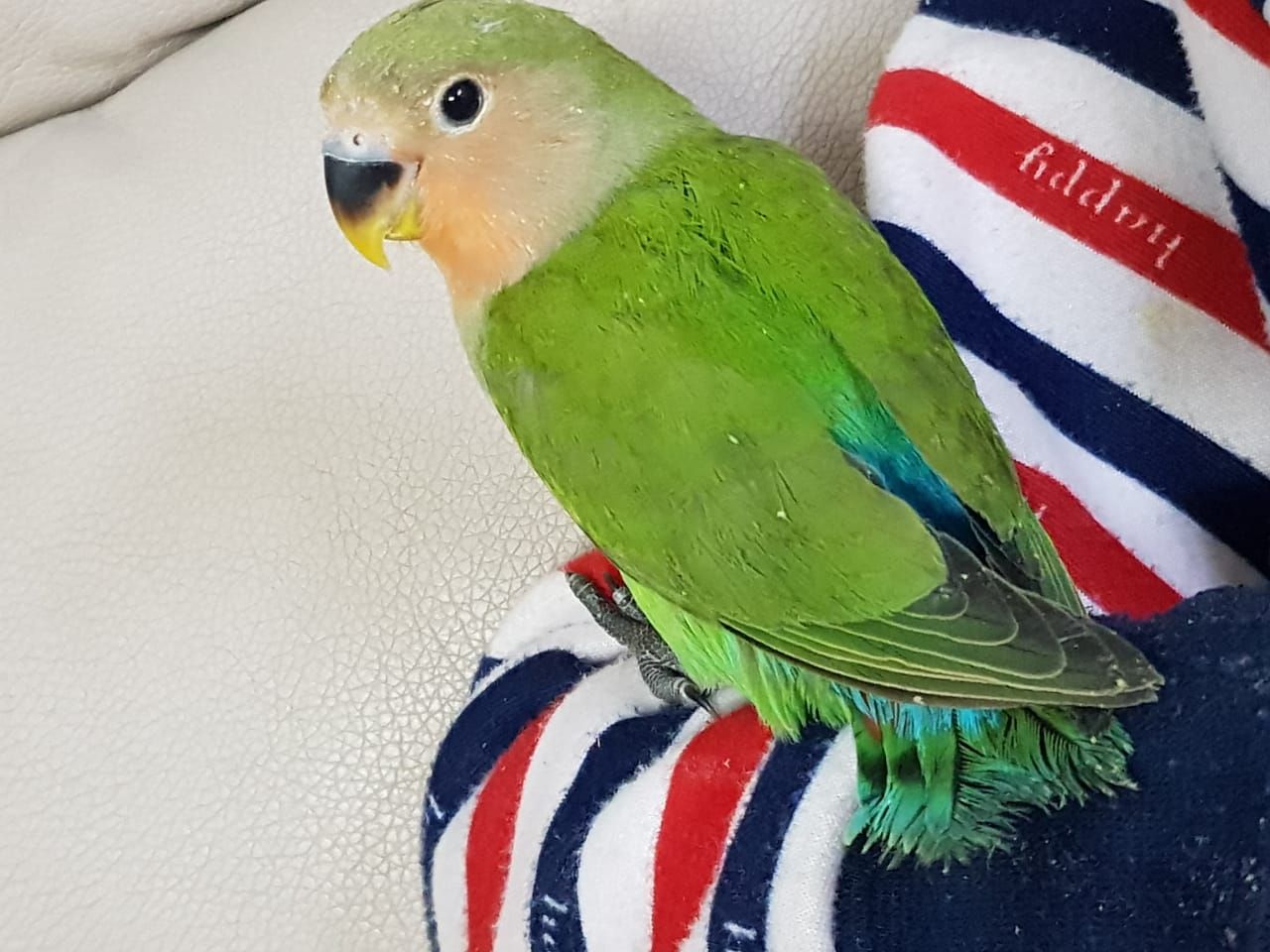 روز اليف مناسب للاطفال والكبار