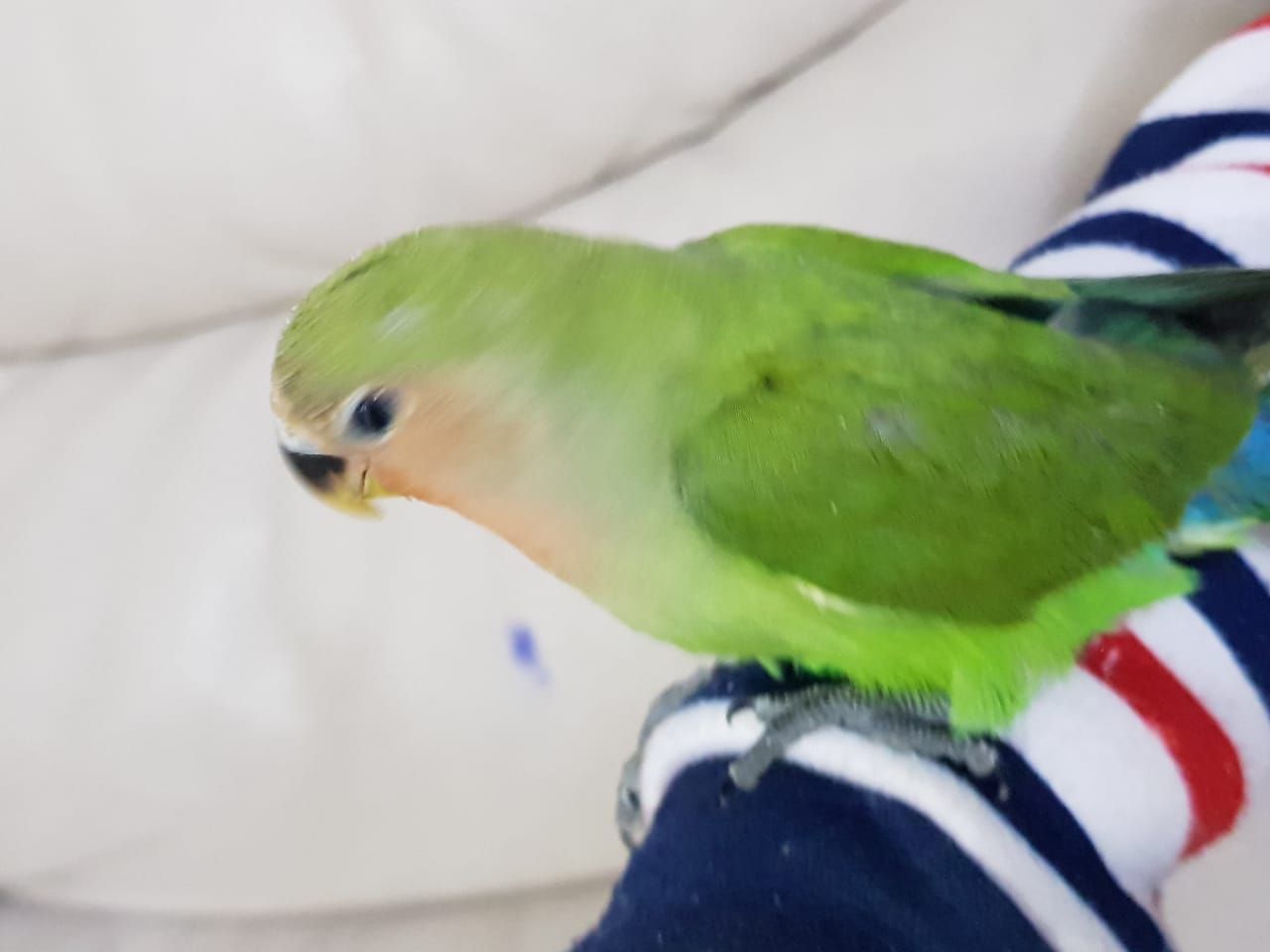 روز اليف مناسب للاطفال والكبار