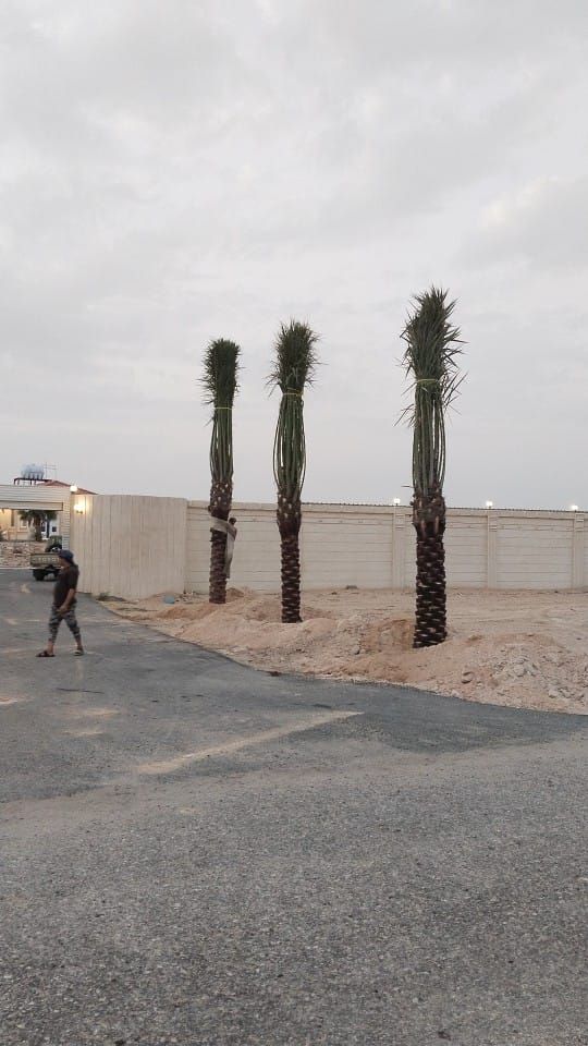 ابو حسين لزراعه النخيل العربي والوشنطي واعمال الشب