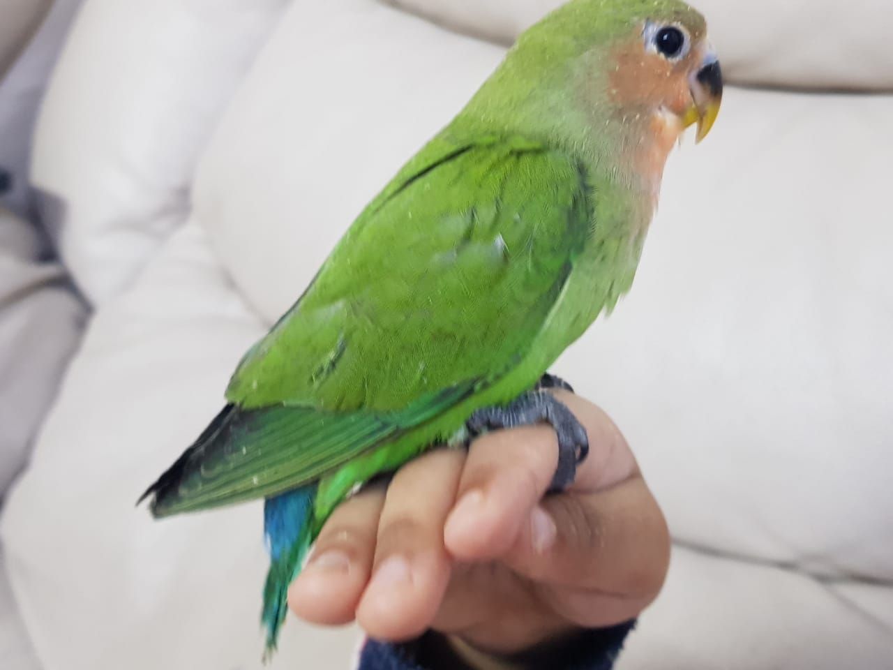 روز اليف مناسب للاطفال والكبار