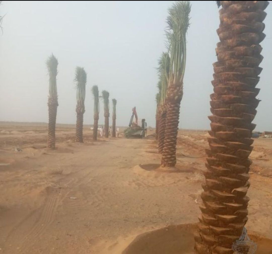 نخيل واشنطونيا أمريكي زينه لتواصل 0530266042