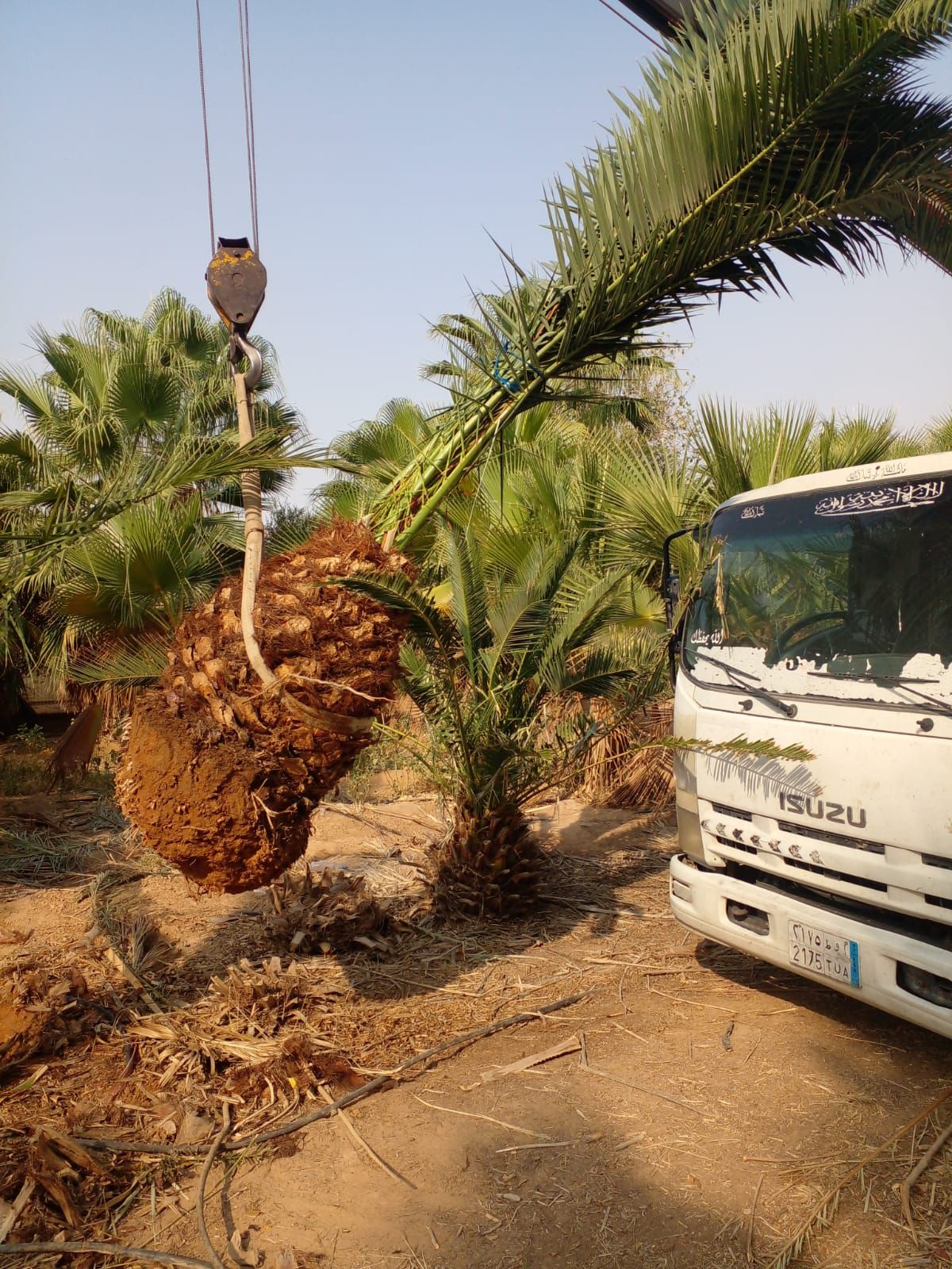 زيتون قزم زيتون معمر نخل امريكي نخل عربي نخل ملوكي