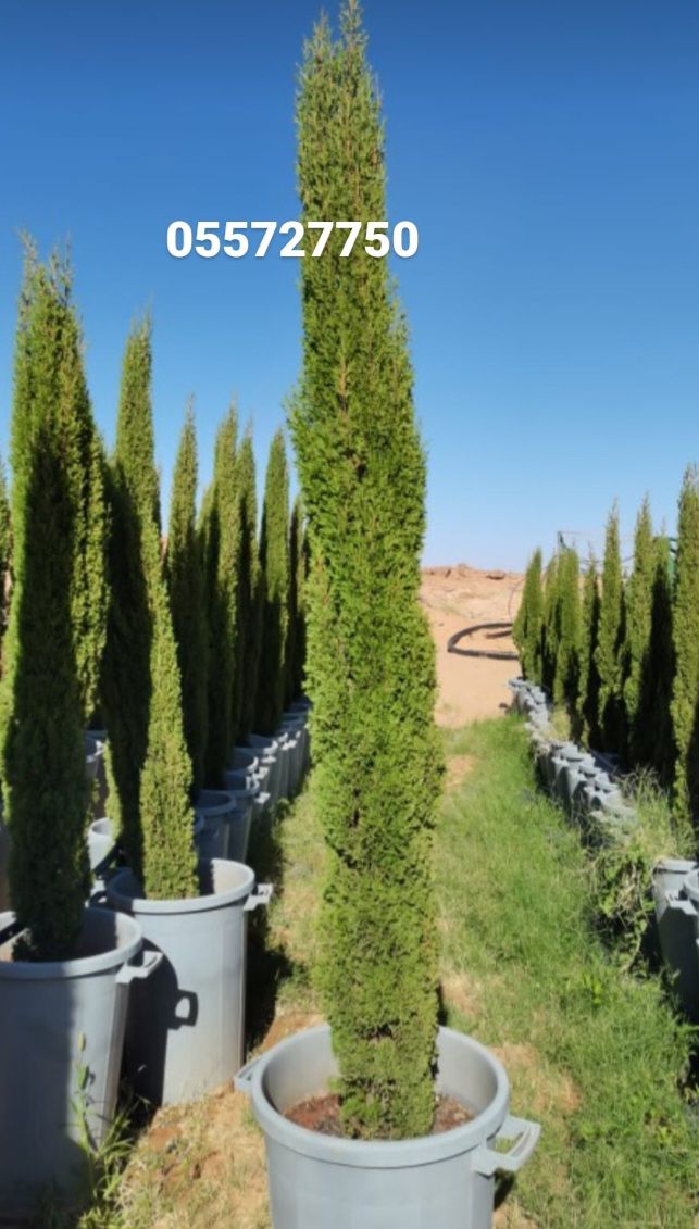 زيتون قزم زيتون معمر نخل امريكي نخل عربي نخل ملوكي