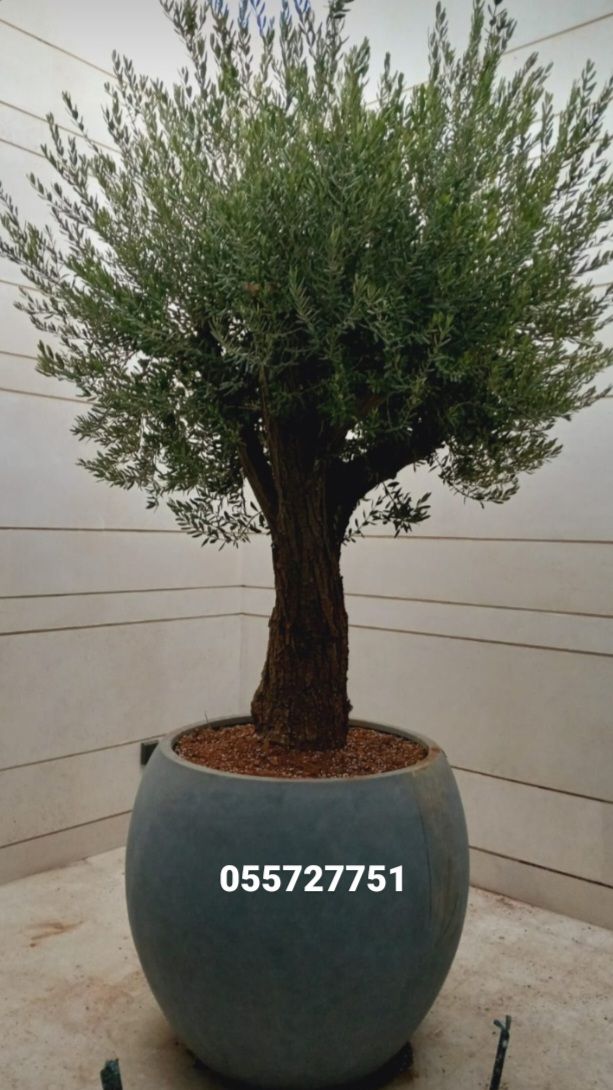 زيتون قزم زيتون معمر نخل امريكي نخل عربي نخل ملوكي