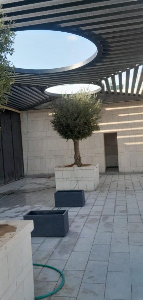 زيتون قزم زيتون معمر نخل امريكي نخل عربي نخل ملوكي