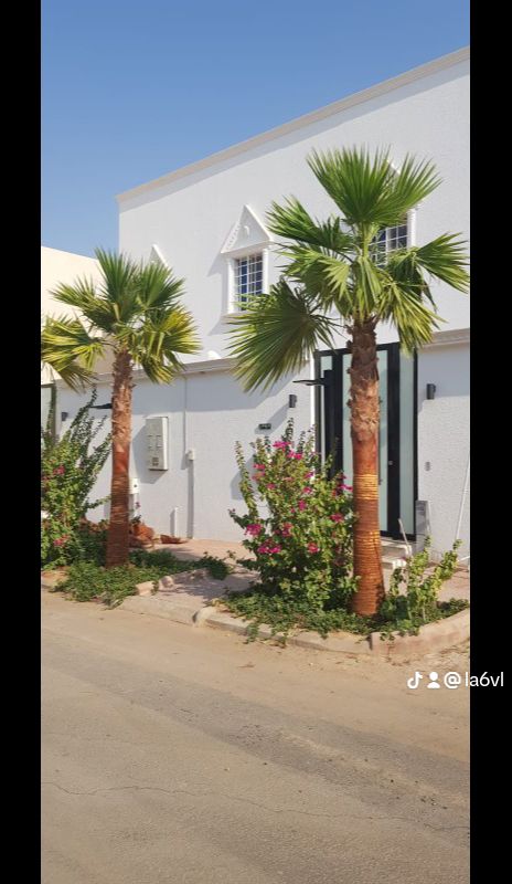 زيتون قزم زيتون معمر نخل امريكي نخل عربي نخل ملوكي