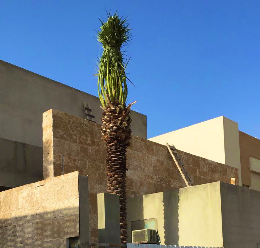 توريد وزراعه نخيل واشجار الزيتون المعمر واحجام مخت